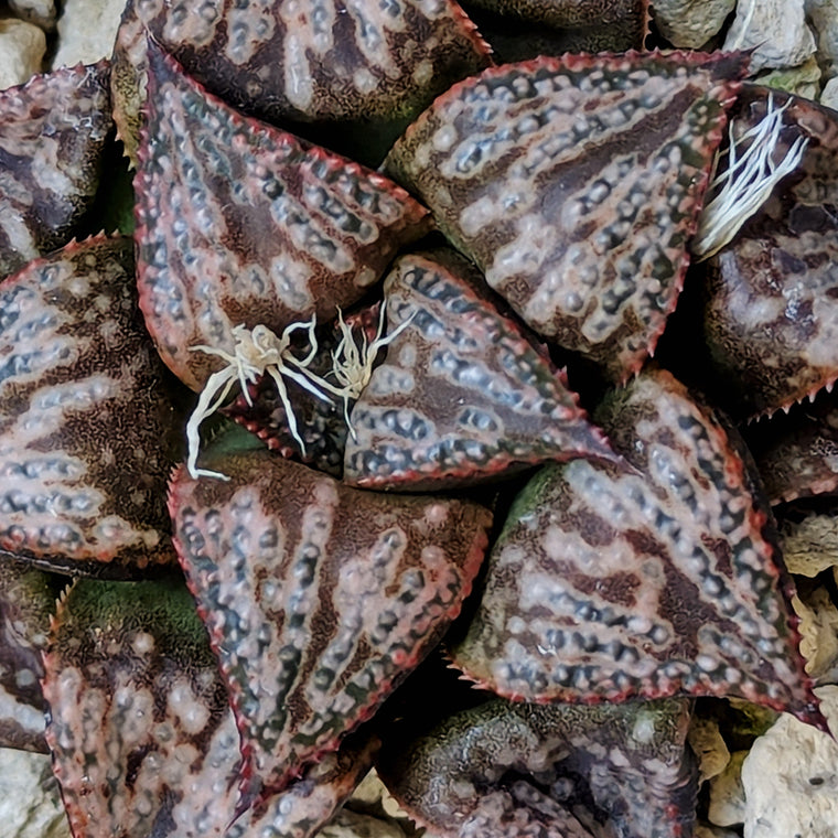 Haworthia 
