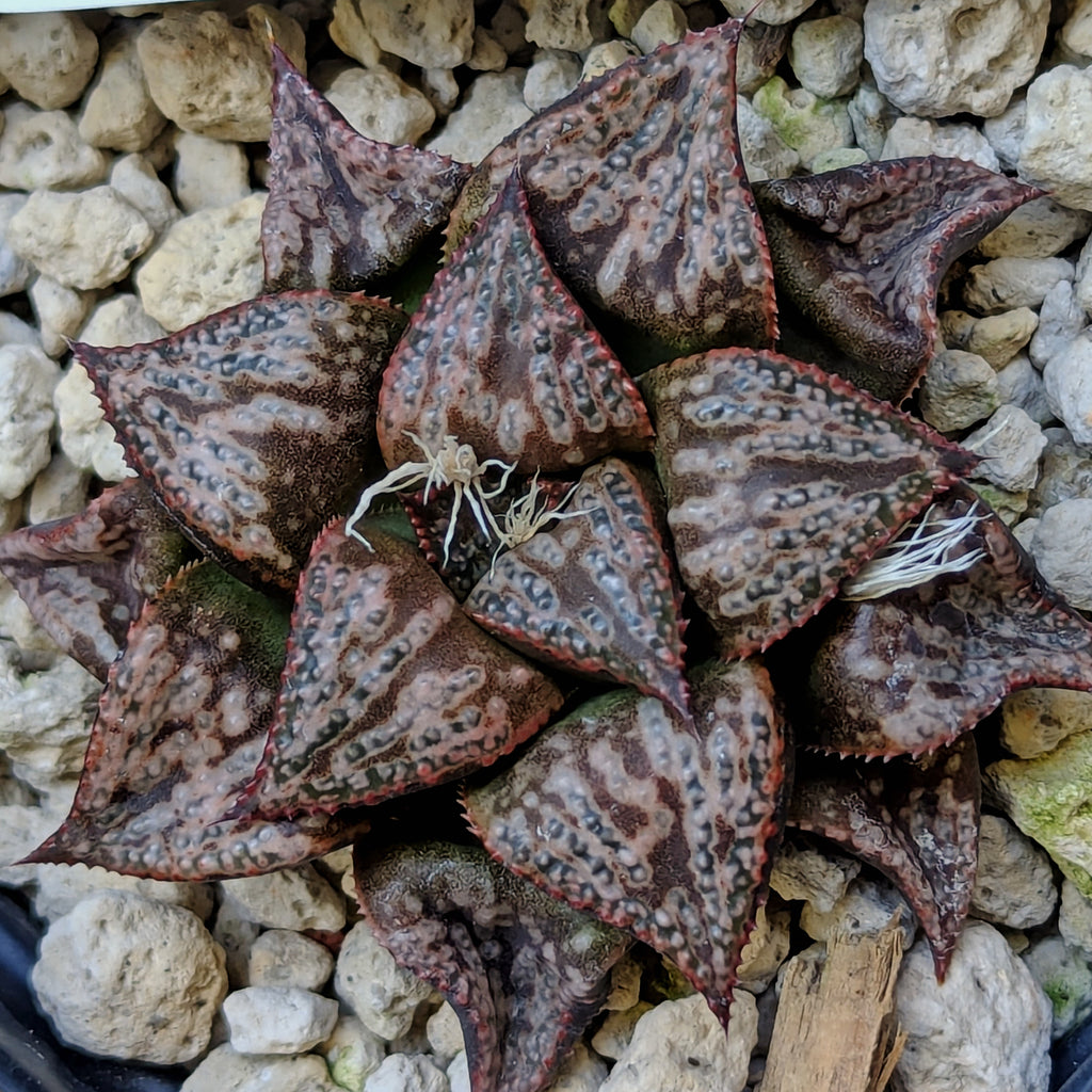 Haworthia "PP331" picta x Empress hybrid series #22