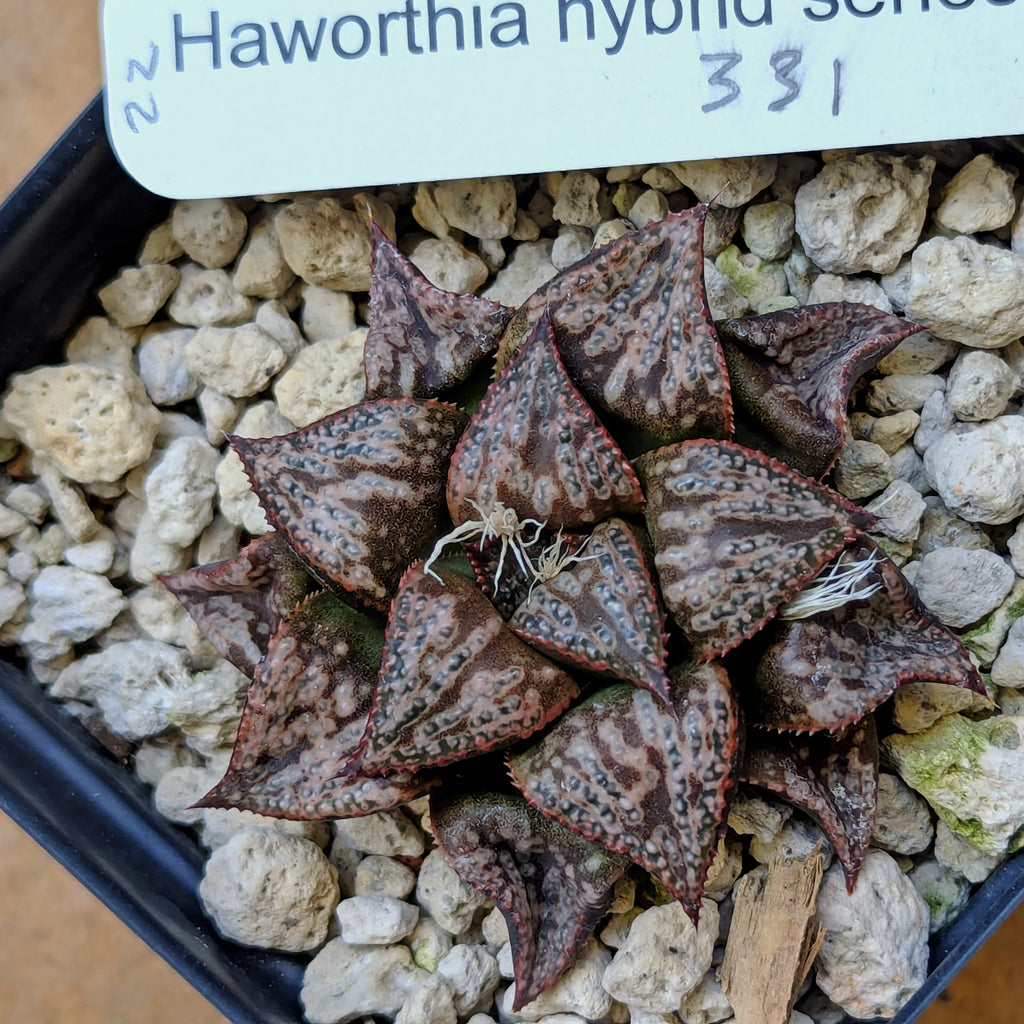 Haworthia "PP331" picta x Empress hybrid series #22
