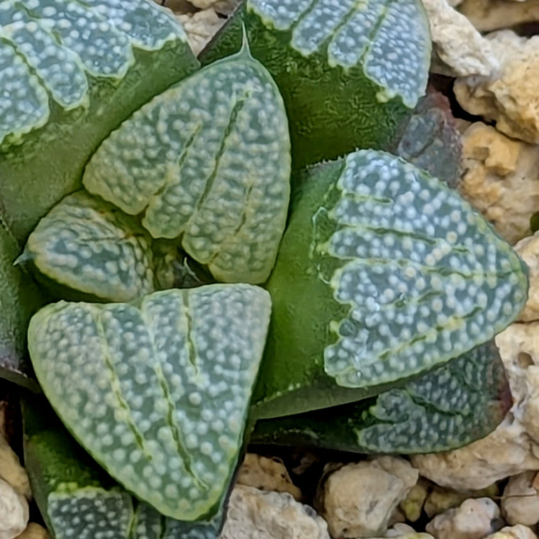 Haworthia groenewaldii hybrid series PP620 #22