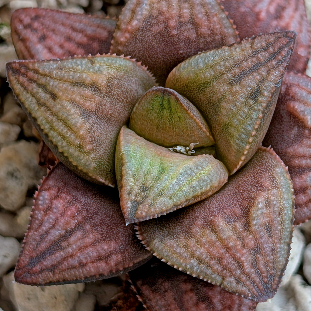 Haworthia hybrid series PP359 #22