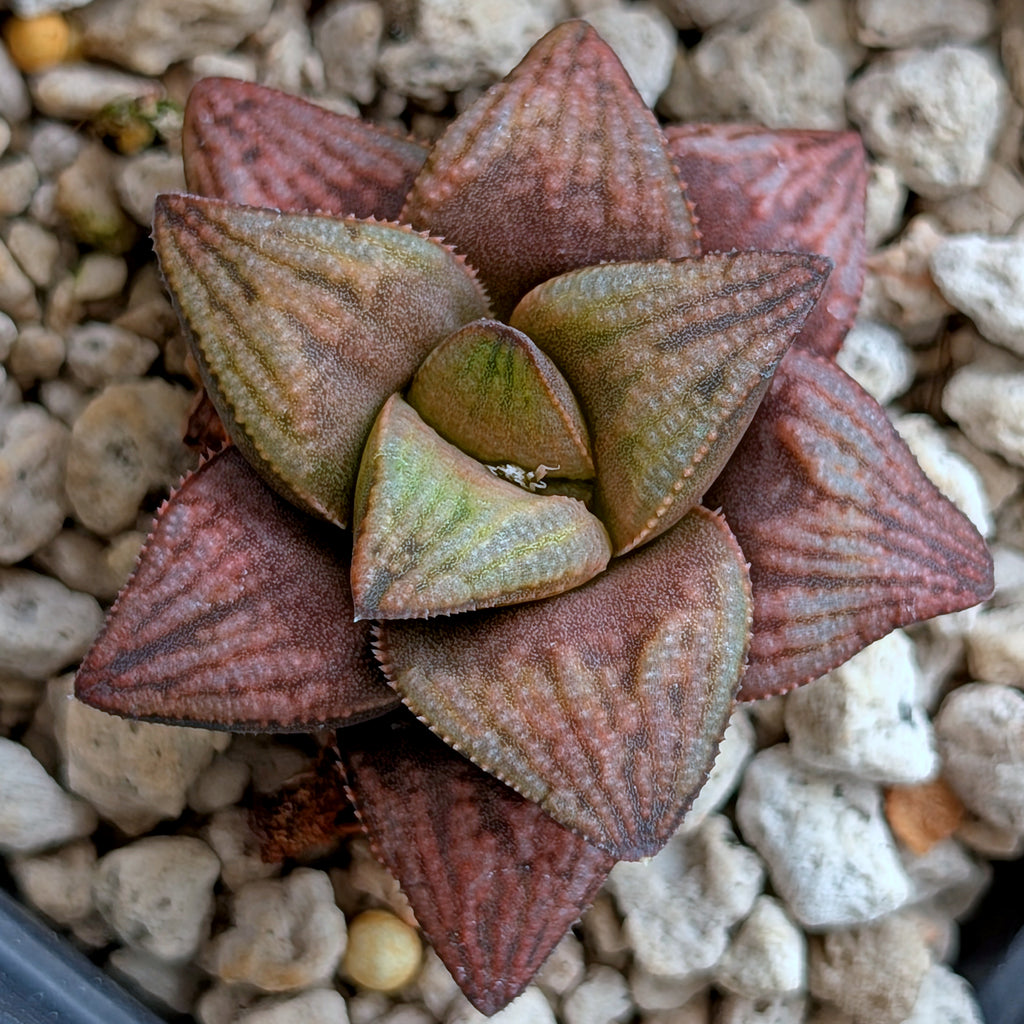 Haworthia hybrid series PP359 #22