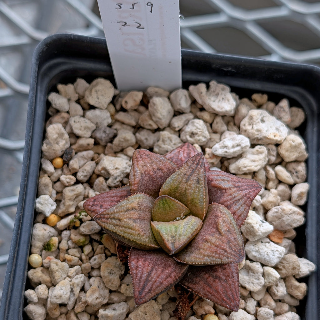 Haworthia hybrid series PP359 #22
