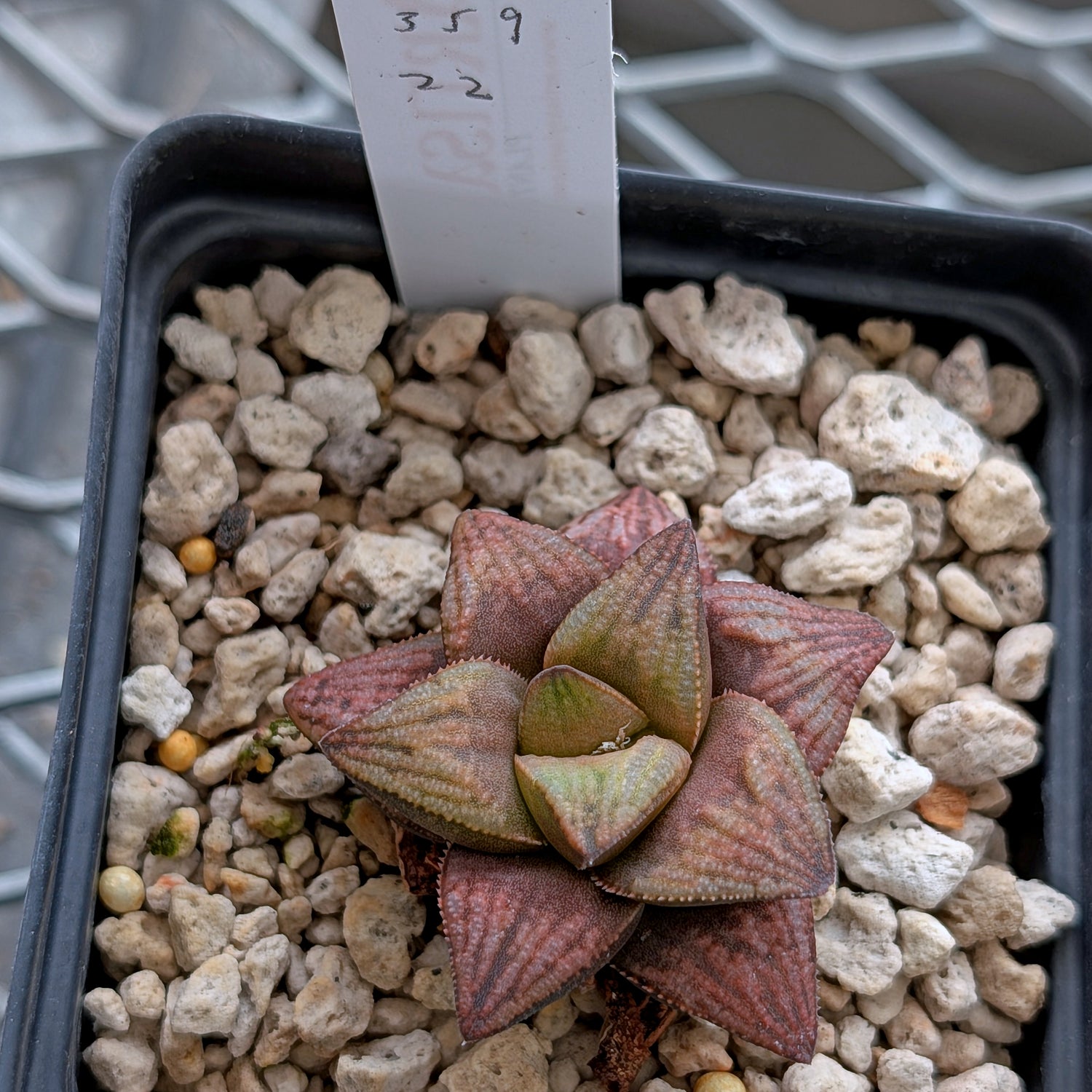 Haworthia hybrid series PP359 #22
