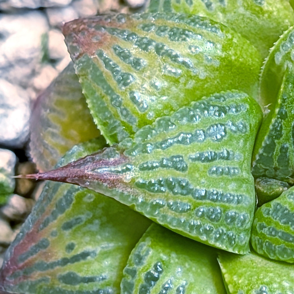 Haworthia  hybrid series PP508 #22