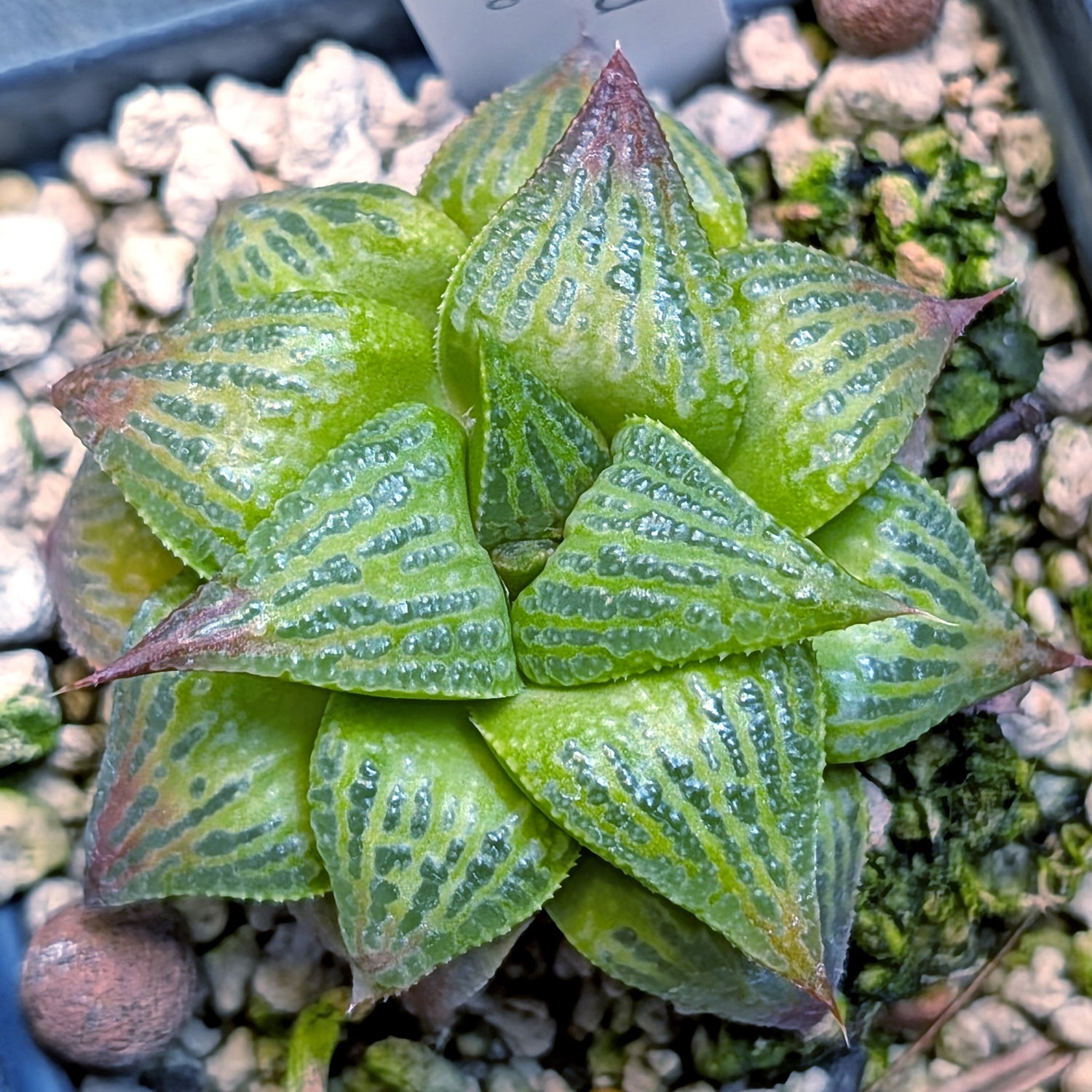 Haworthia  hybrid series PP508 #22