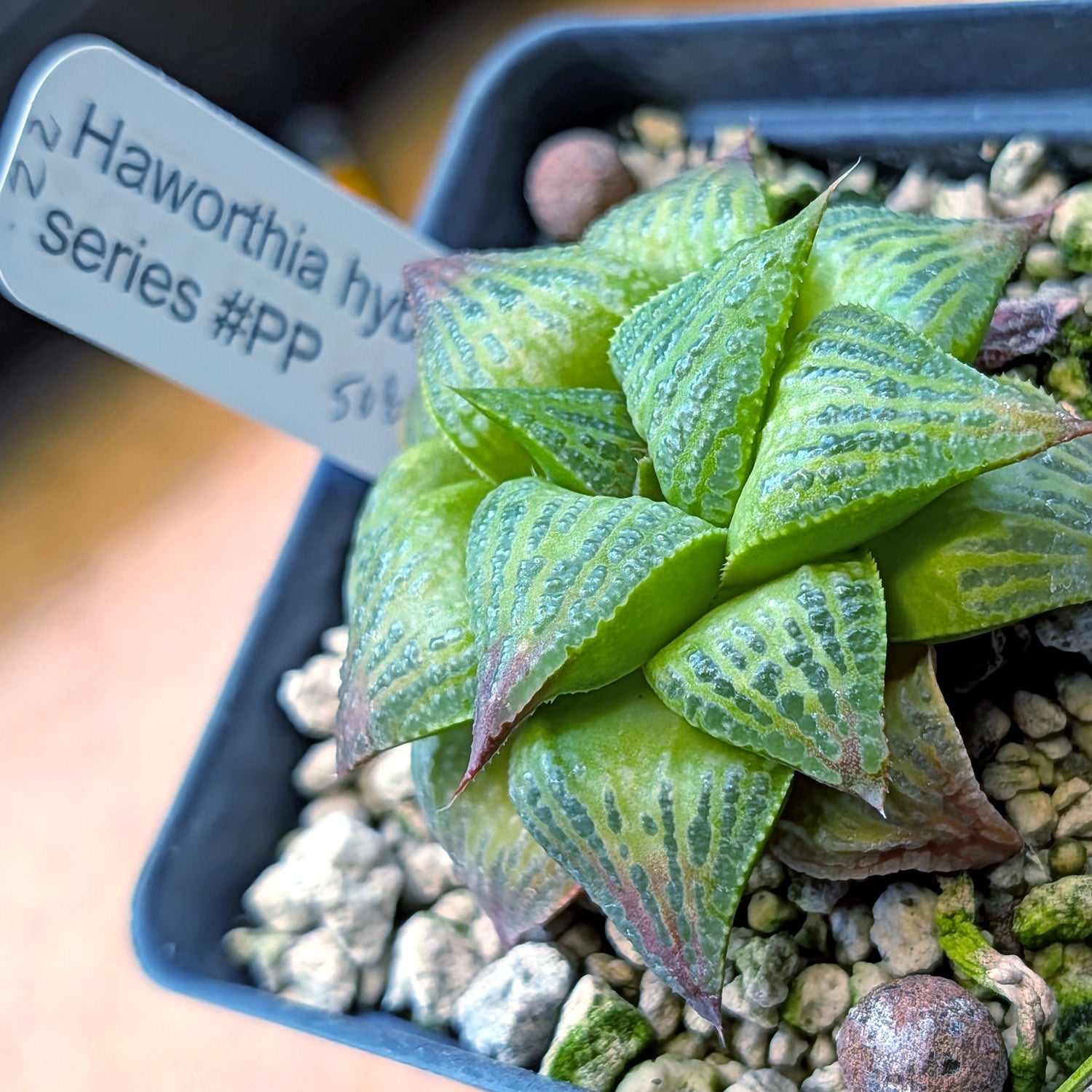 Haworthia  hybrid series PP508 #22