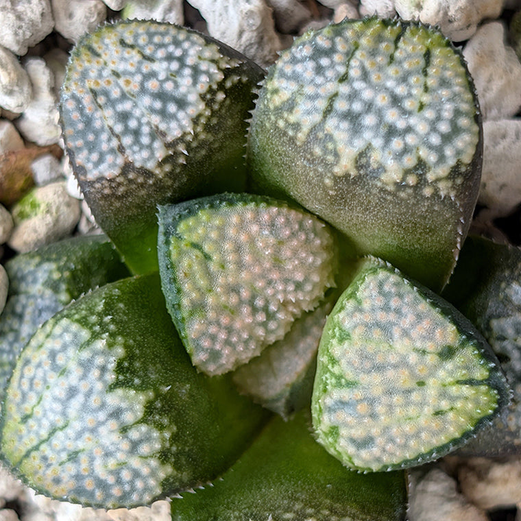 Haworthia 