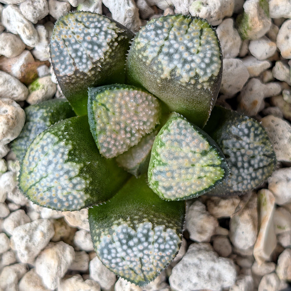 Haworthia "TetraTreasures" PP631 groenewaldii hybrid series #22
