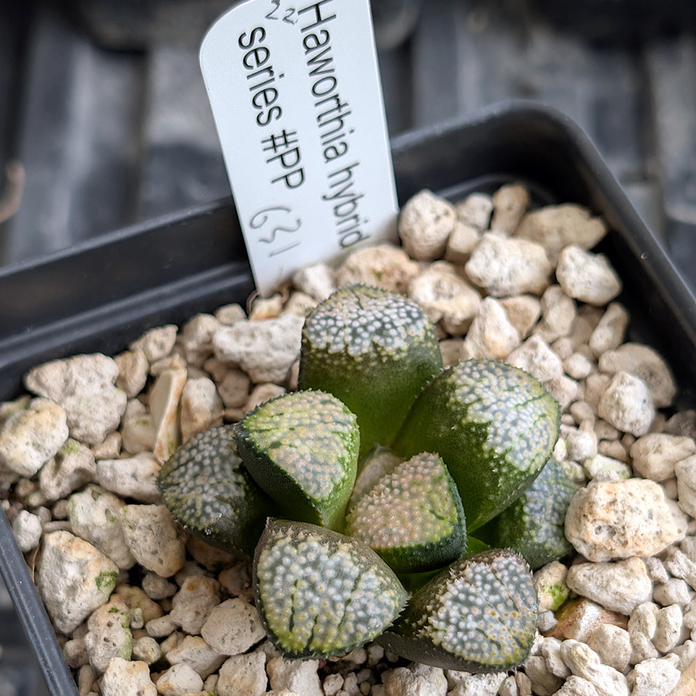 Haworthia "TetraTreasures" PP631 groenewaldii hybrid series #22