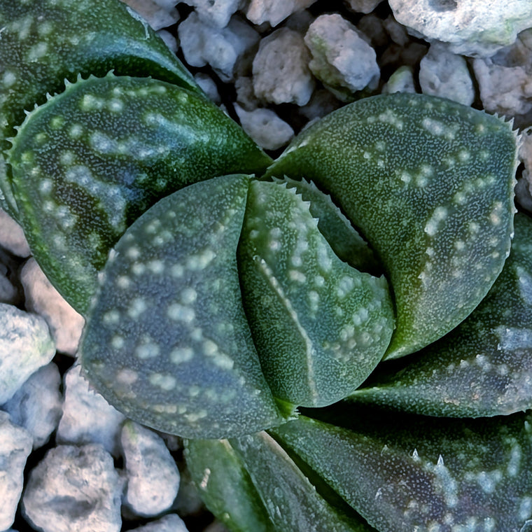 Haworthia PP669 hybrid series #22