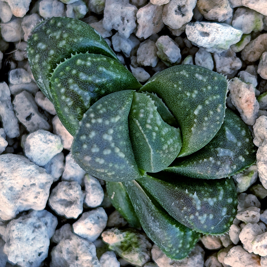 Haworthia PP669 hybrid series #22