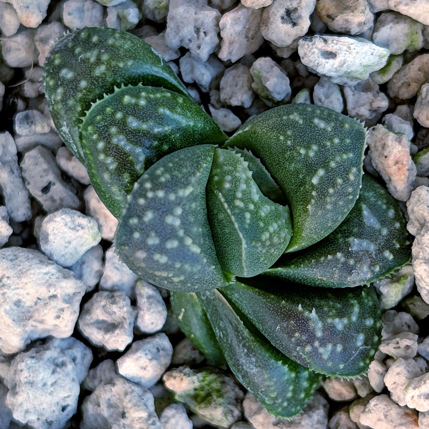Haworthia PP669 hybrid series #22