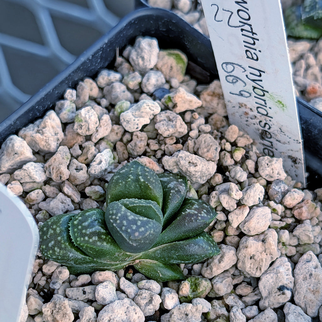Haworthia PP669 hybrid series #22