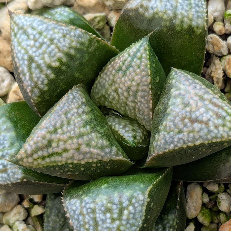 Haworthia PP636 hybrid series #23