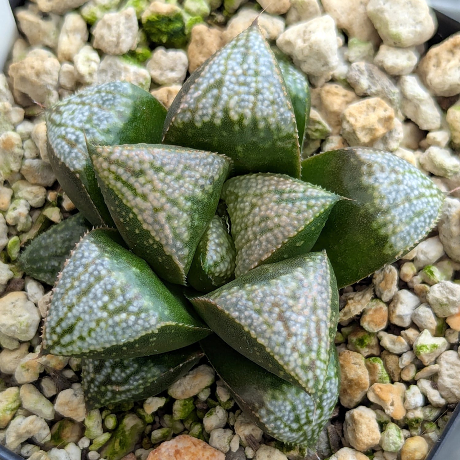 Haworthia PP636 hybrid series #23