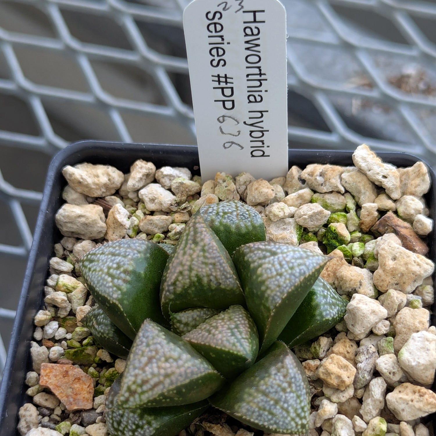 Haworthia PP636 hybrid series #23