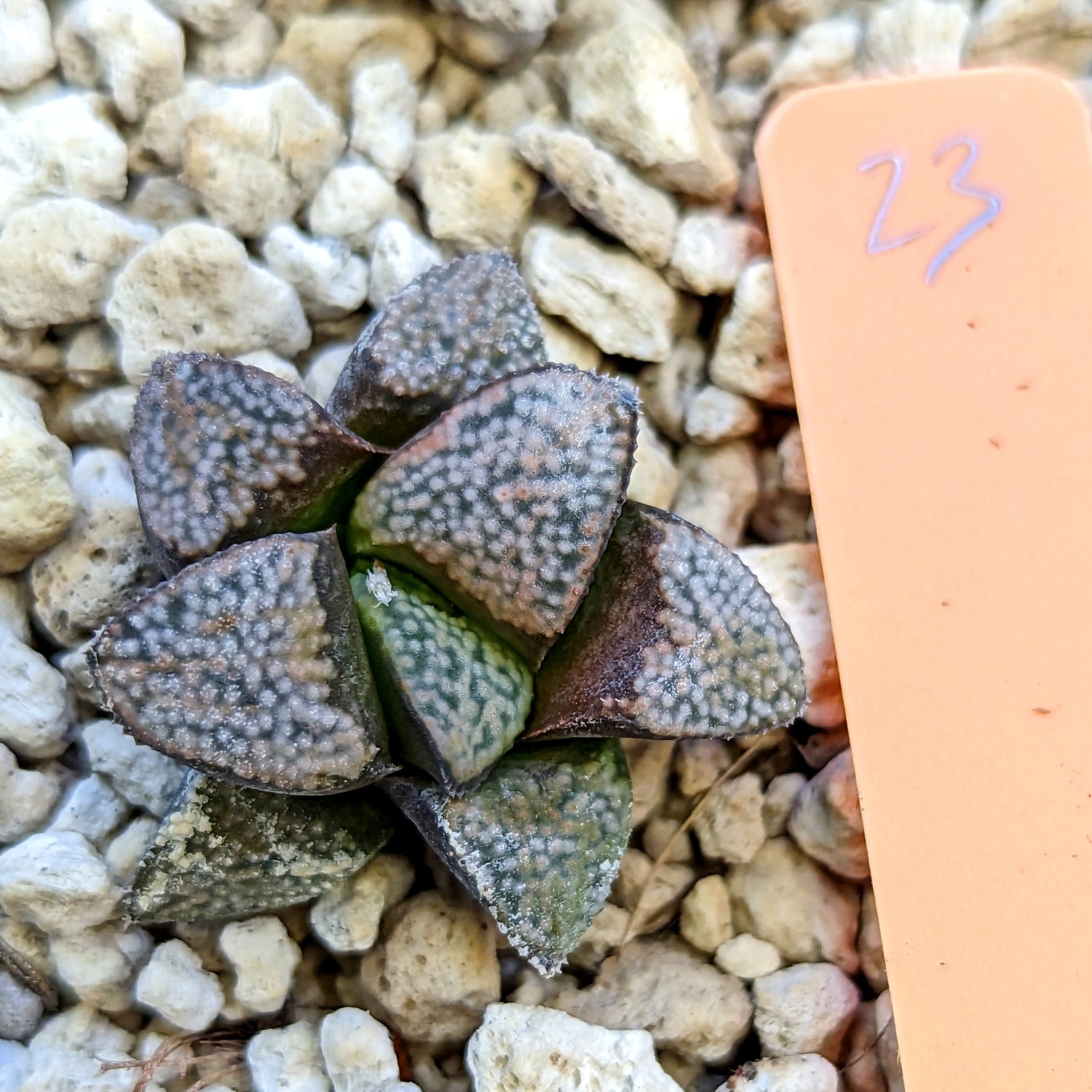 Haworthia  groenewaldii hybrid series PP415 #23 SOLD OUT