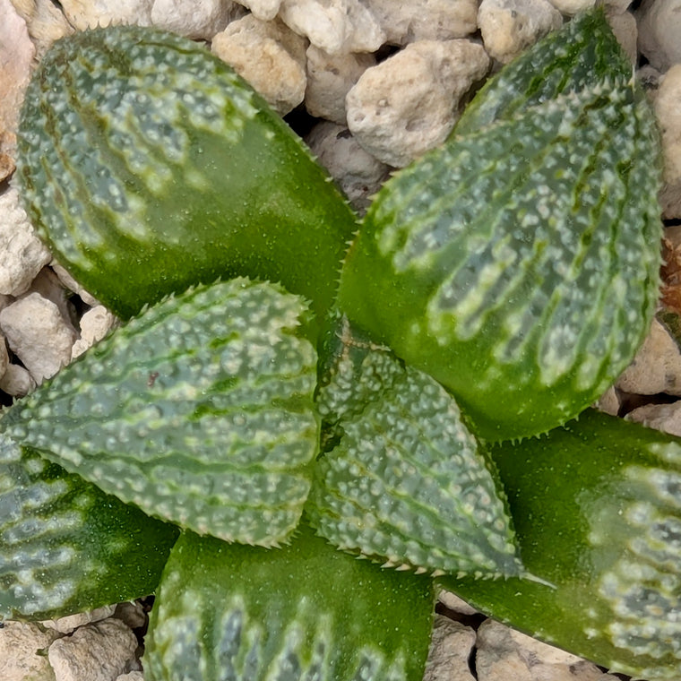 Haworthia 