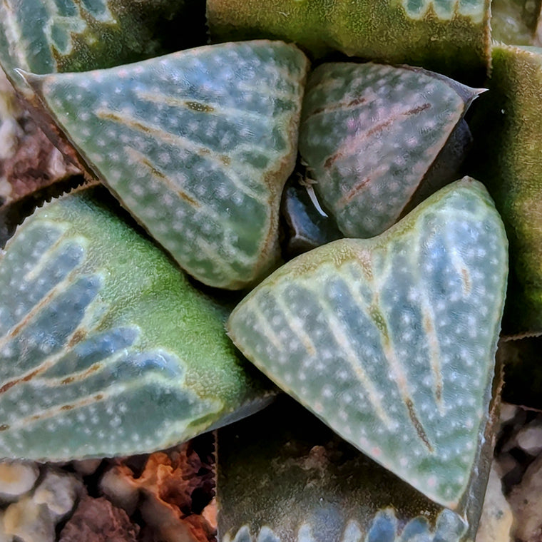 Haworthia PP642 