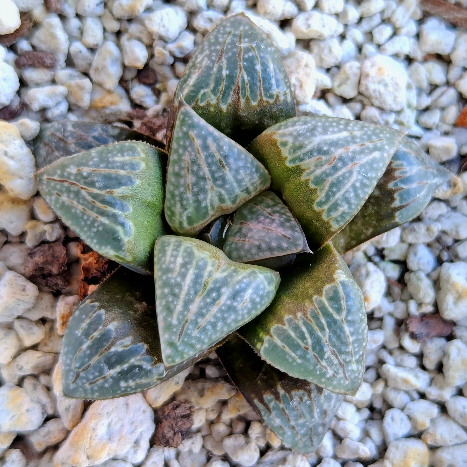 Haworthia PP642 "White Widow" hybrid series #23