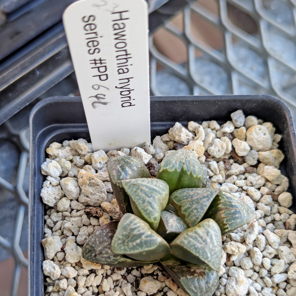 Haworthia PP642 "White Widow" hybrid series #23