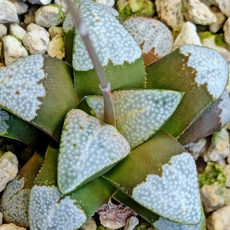 Haworthia groenewaldii hybrid series PP620 #23