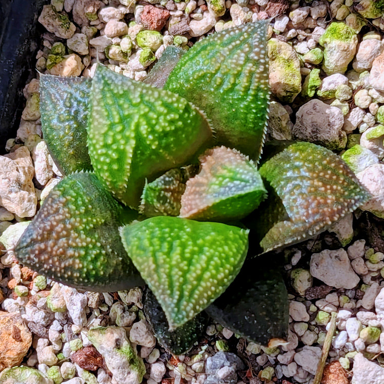 Haworthia  hybrid series PP649 #23