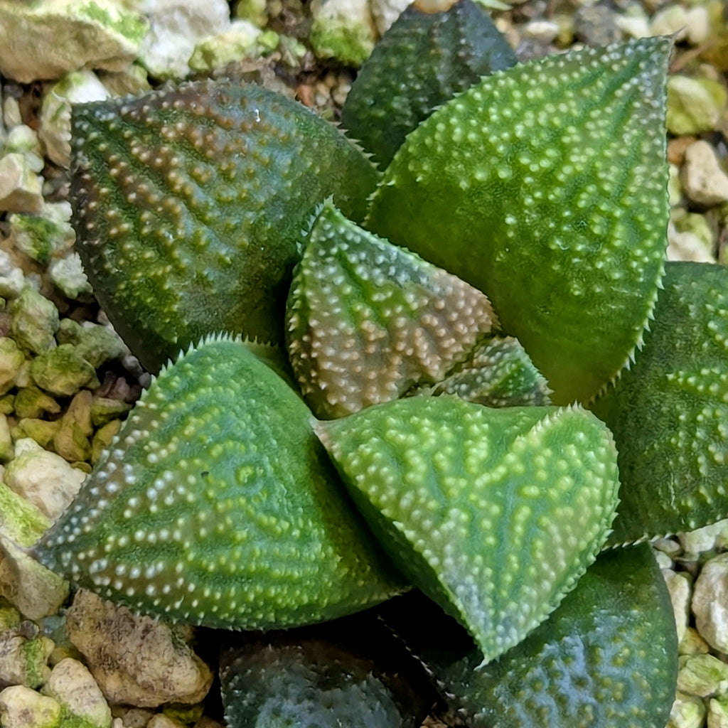 Haworthia  hybrid series PP649 #23