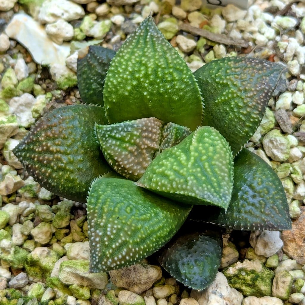 Haworthia  hybrid series PP649 #23
