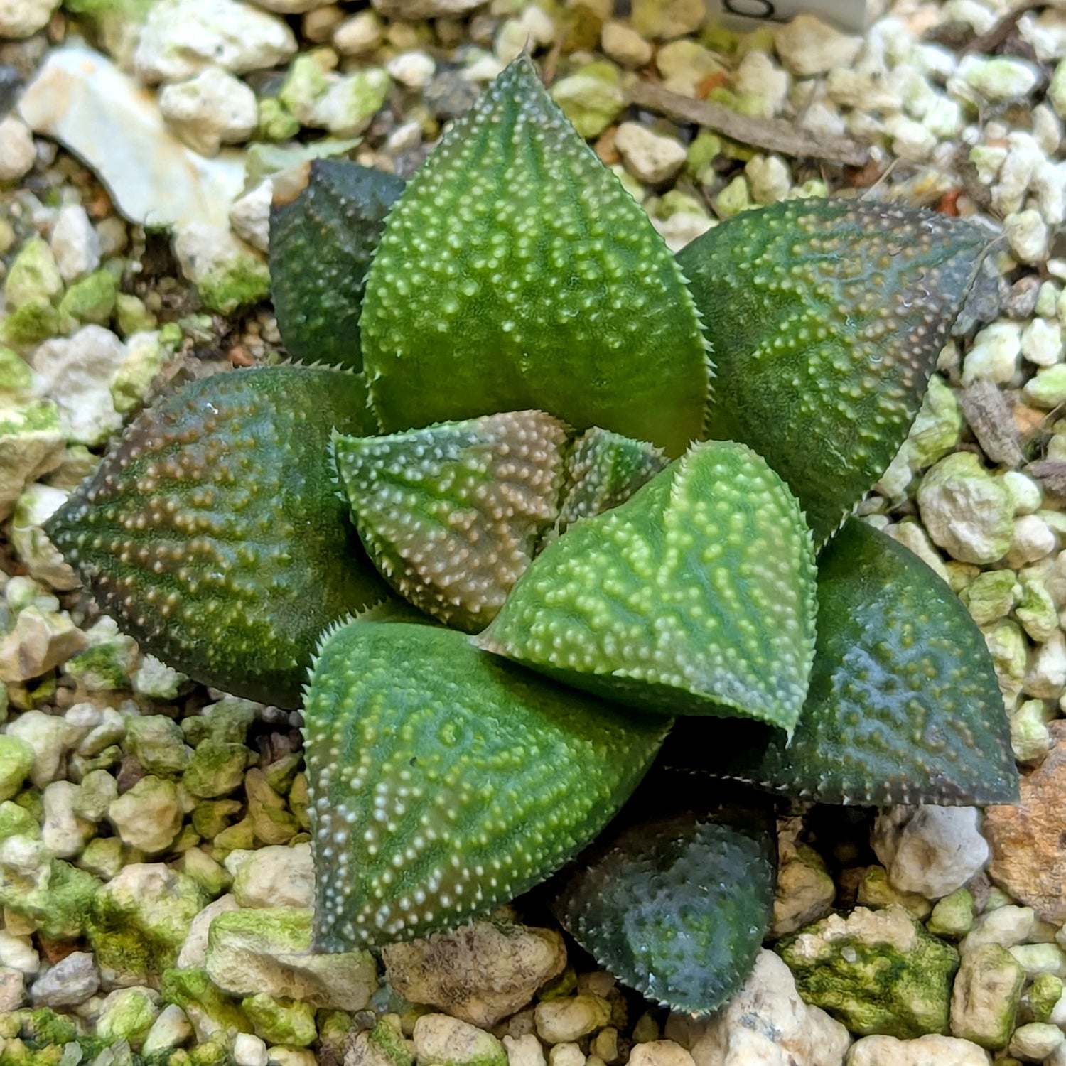 Haworthia  hybrid series PP649 #23