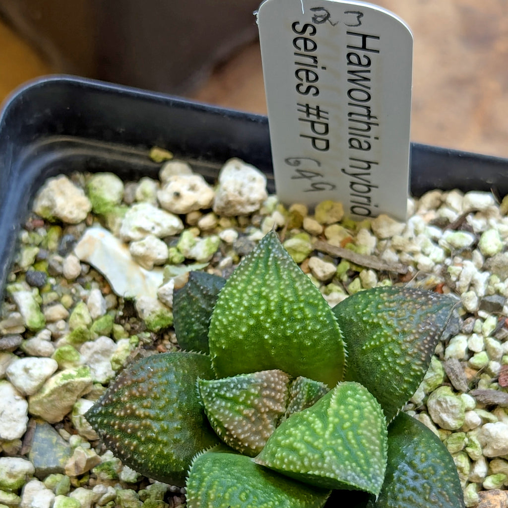 Haworthia  hybrid series PP649 #23