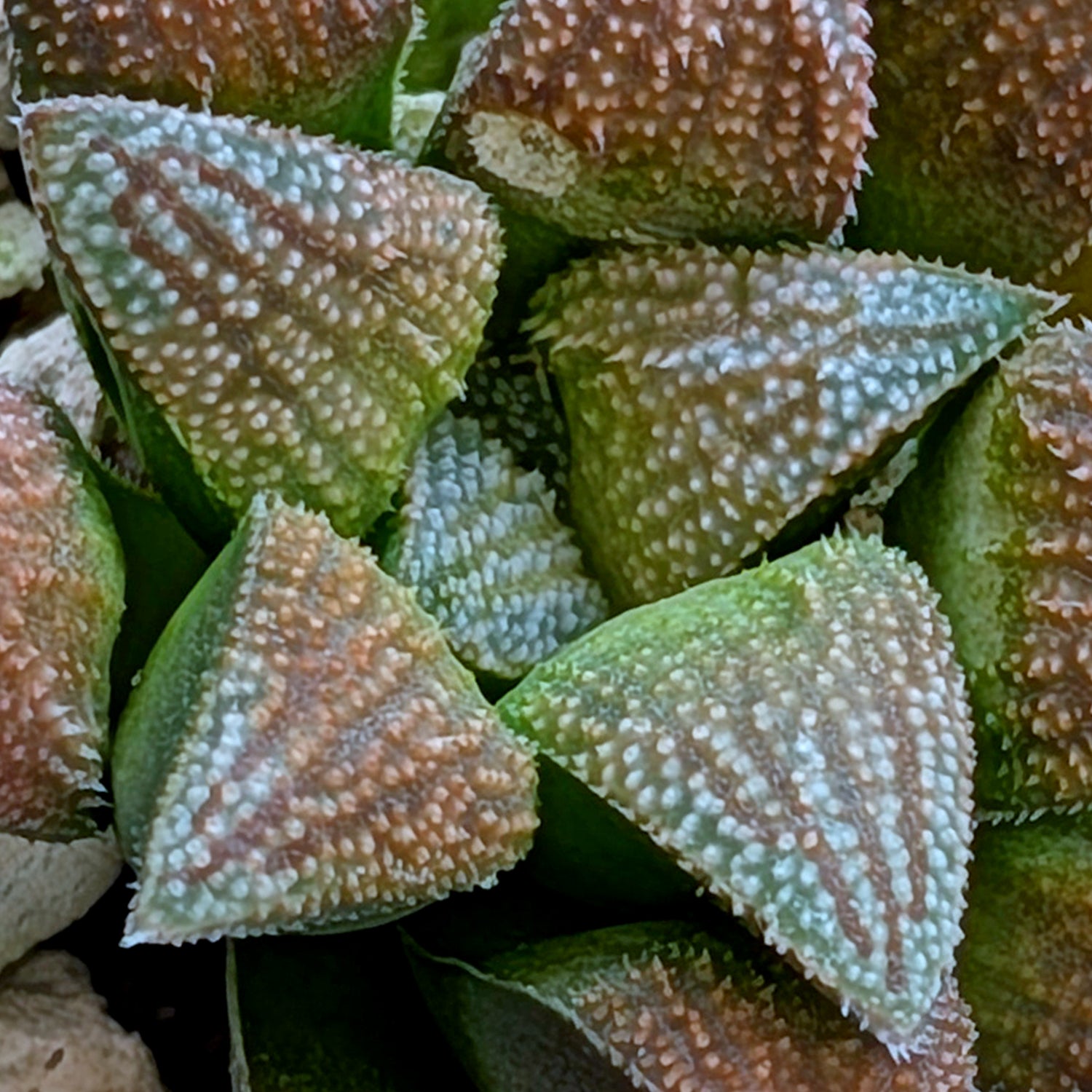Haworthia hybrid series PP359 #23