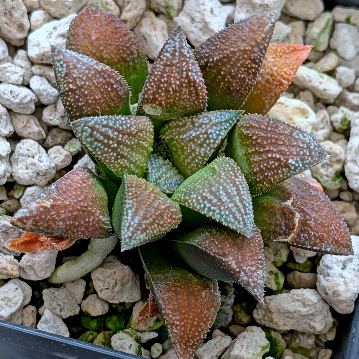 Haworthia hybrid series PP359 #23