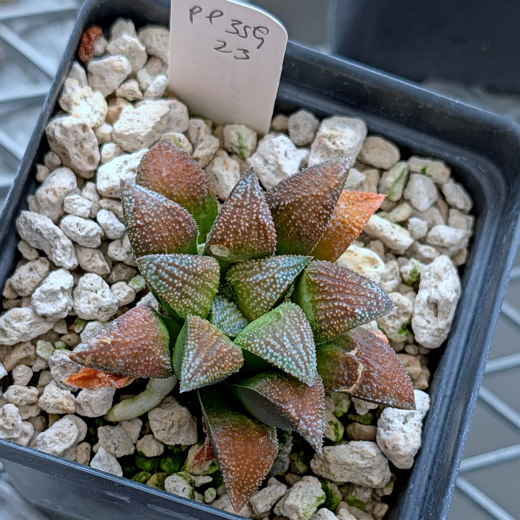 Haworthia hybrid series PP359 #23
