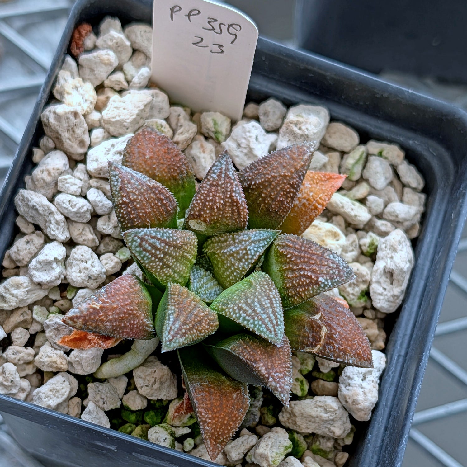Haworthia hybrid series PP359 #23