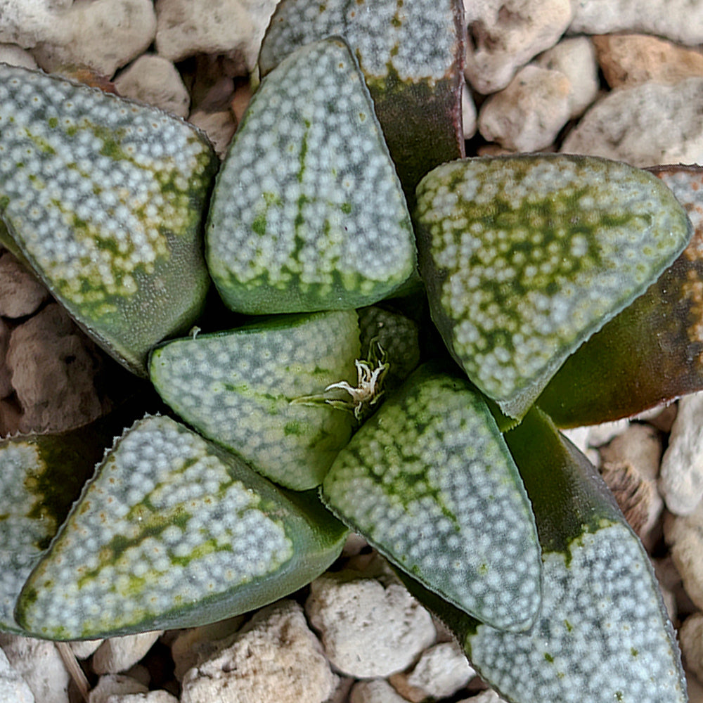 Haworthia groenewaldii back-cross hybrid series PP411  #23