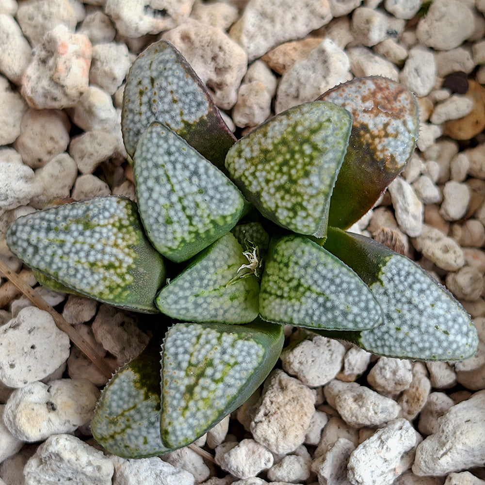 Haworthia groenewaldii back-cross hybrid series PP411  #23