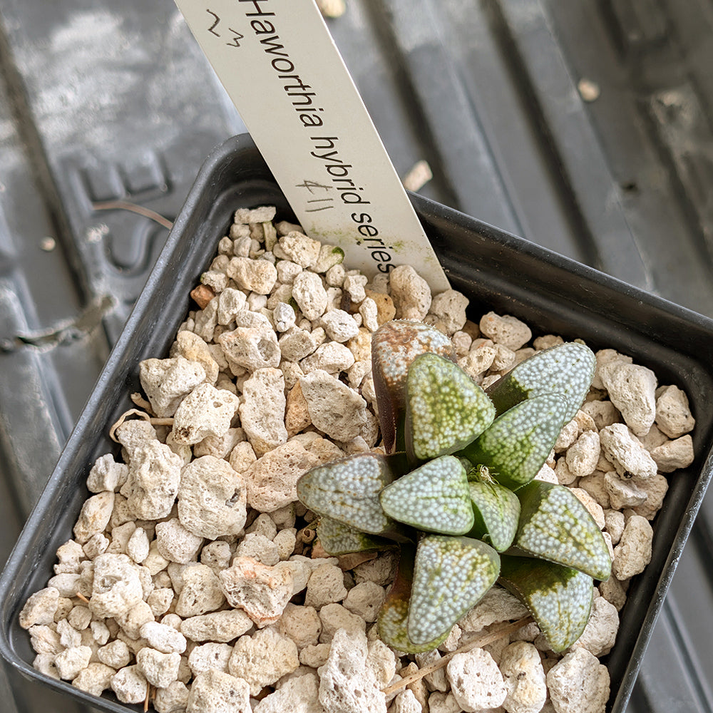 Haworthia groenewaldii back-cross hybrid series PP411  #23