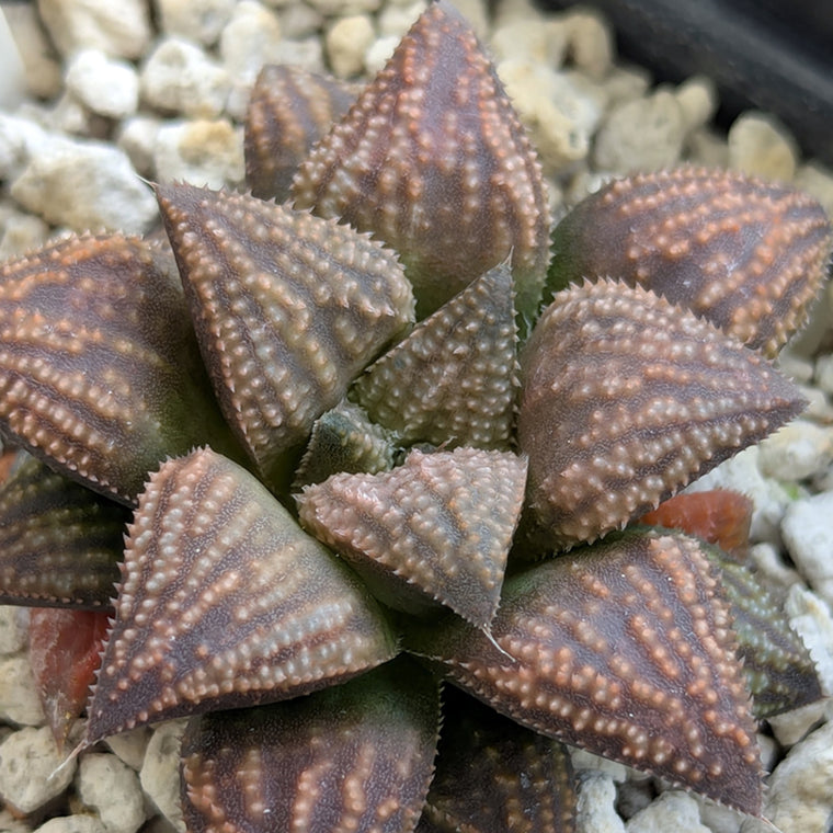 Haworthia 