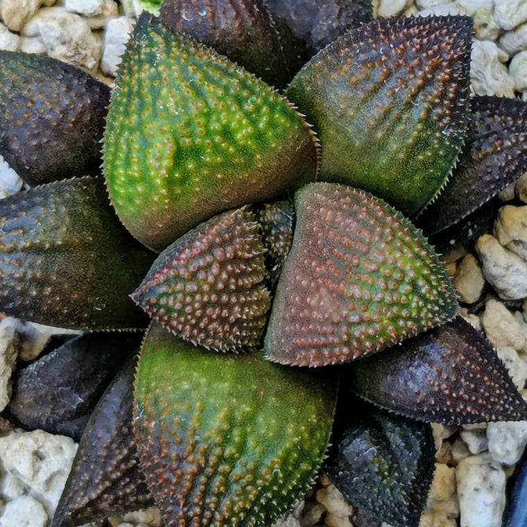 Haworthia PP625 hybrid series #23
