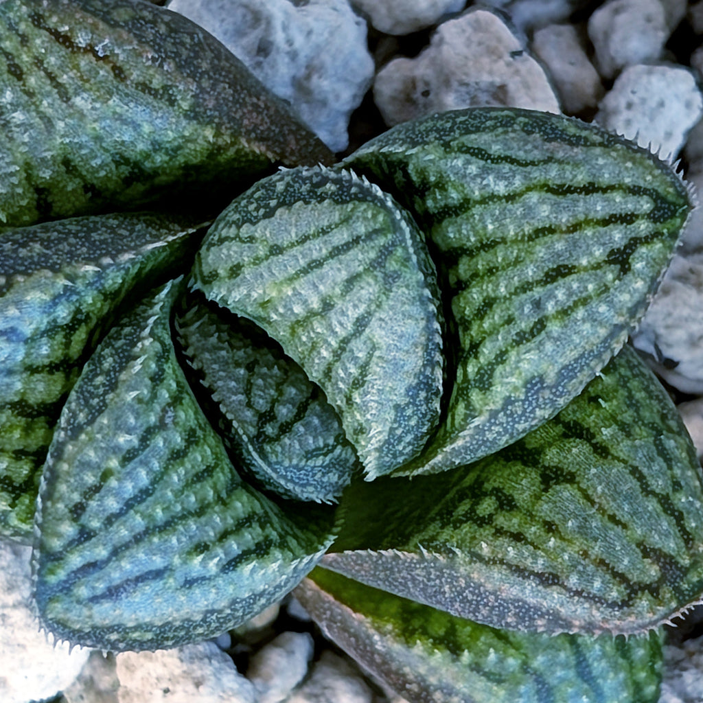 Haworthia PP669 hybrid series #23