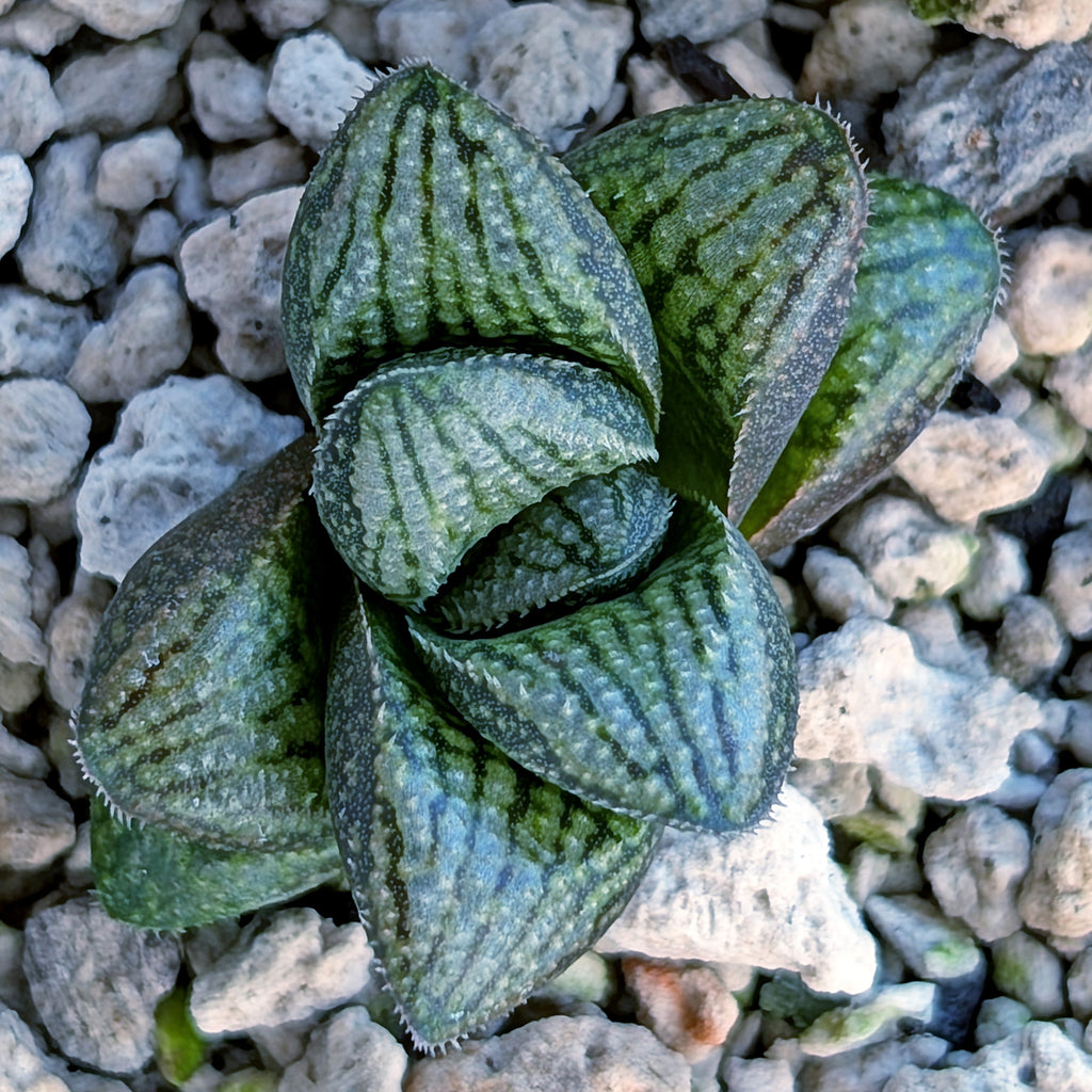 Haworthia PP669 hybrid series #23