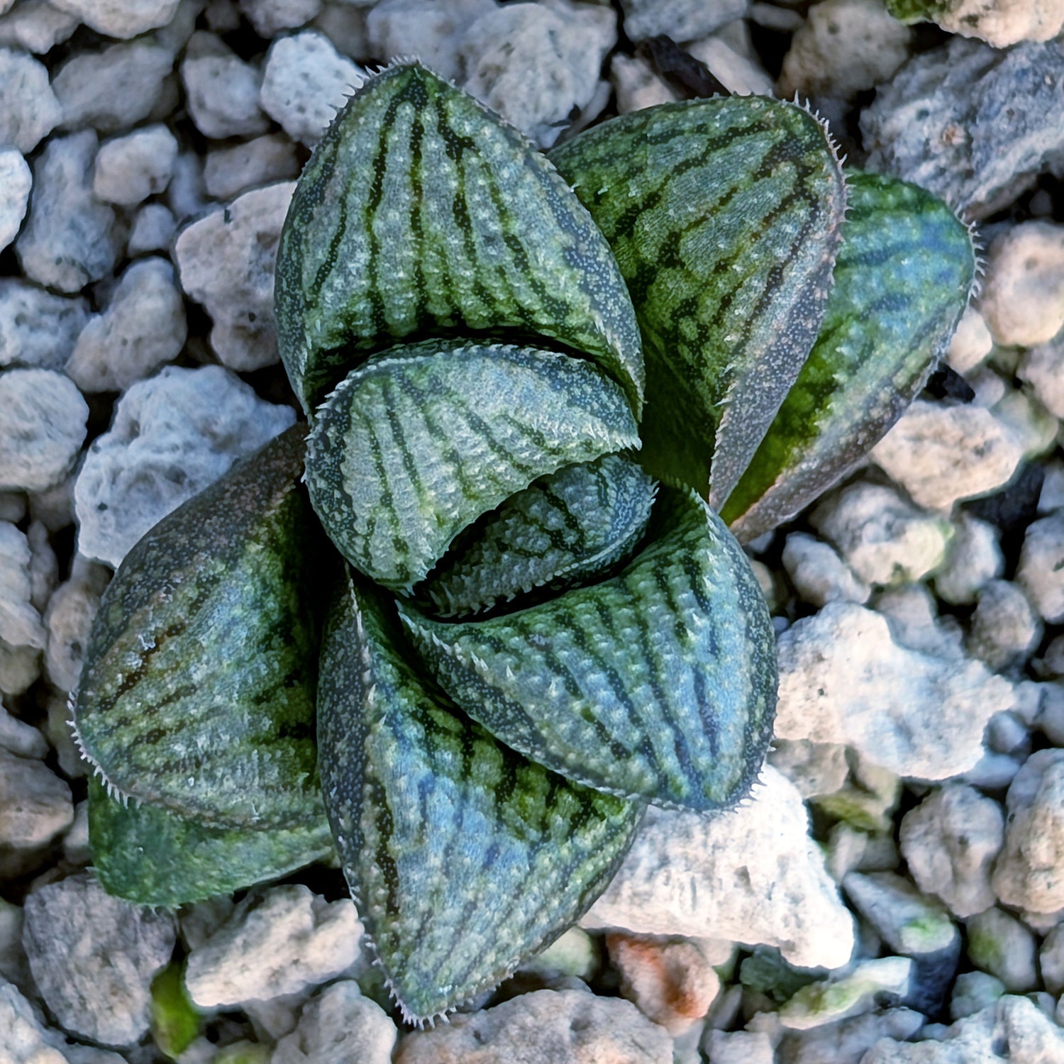 Haworthia PP669 hybrid series #23