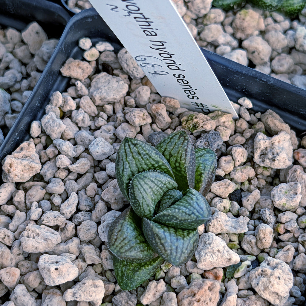 Haworthia PP669 hybrid series #23