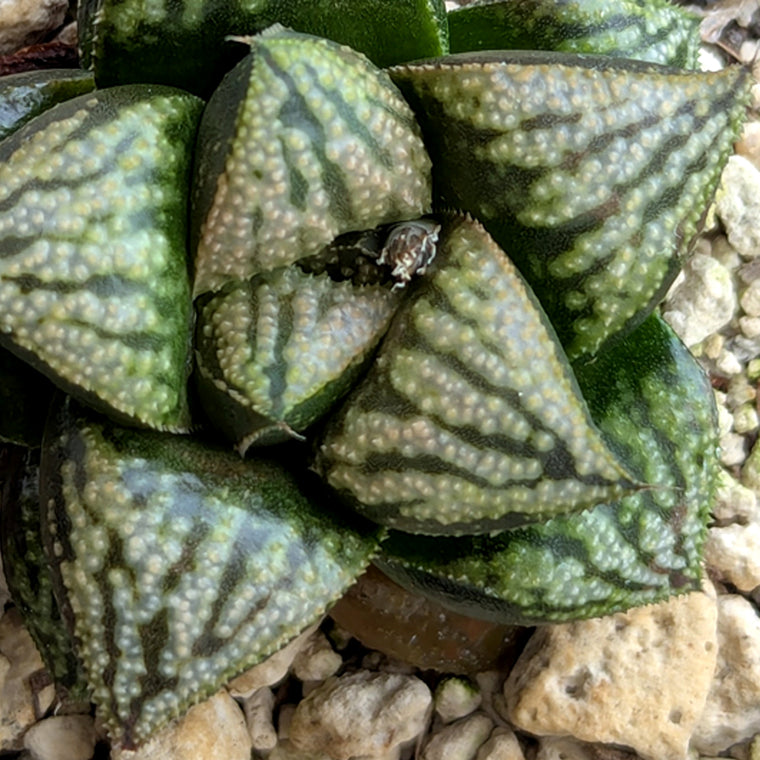 Haworthia PP636 hybrid series #24