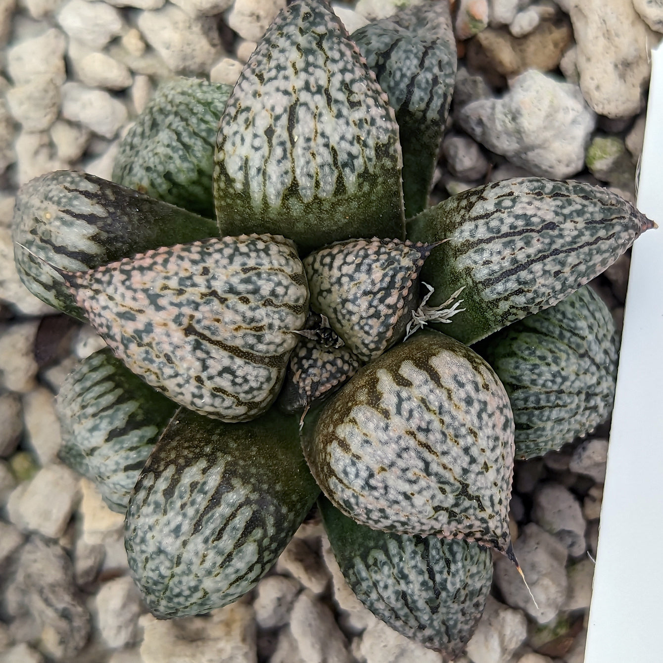 Haworthia "PP332" picta x Empress hybrid series #24 SOLD OUT
