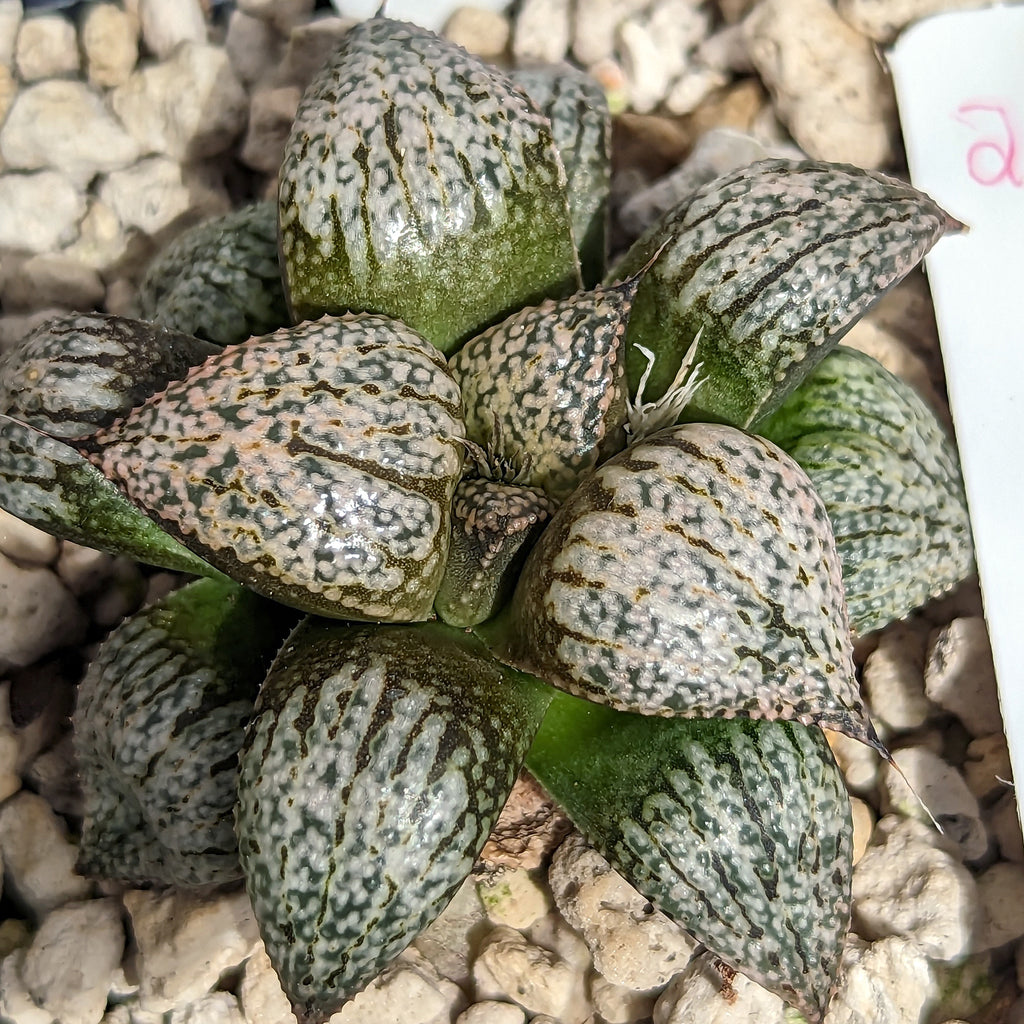 Haworthia "PP332" picta x Empress hybrid series #24 SOLD OUT