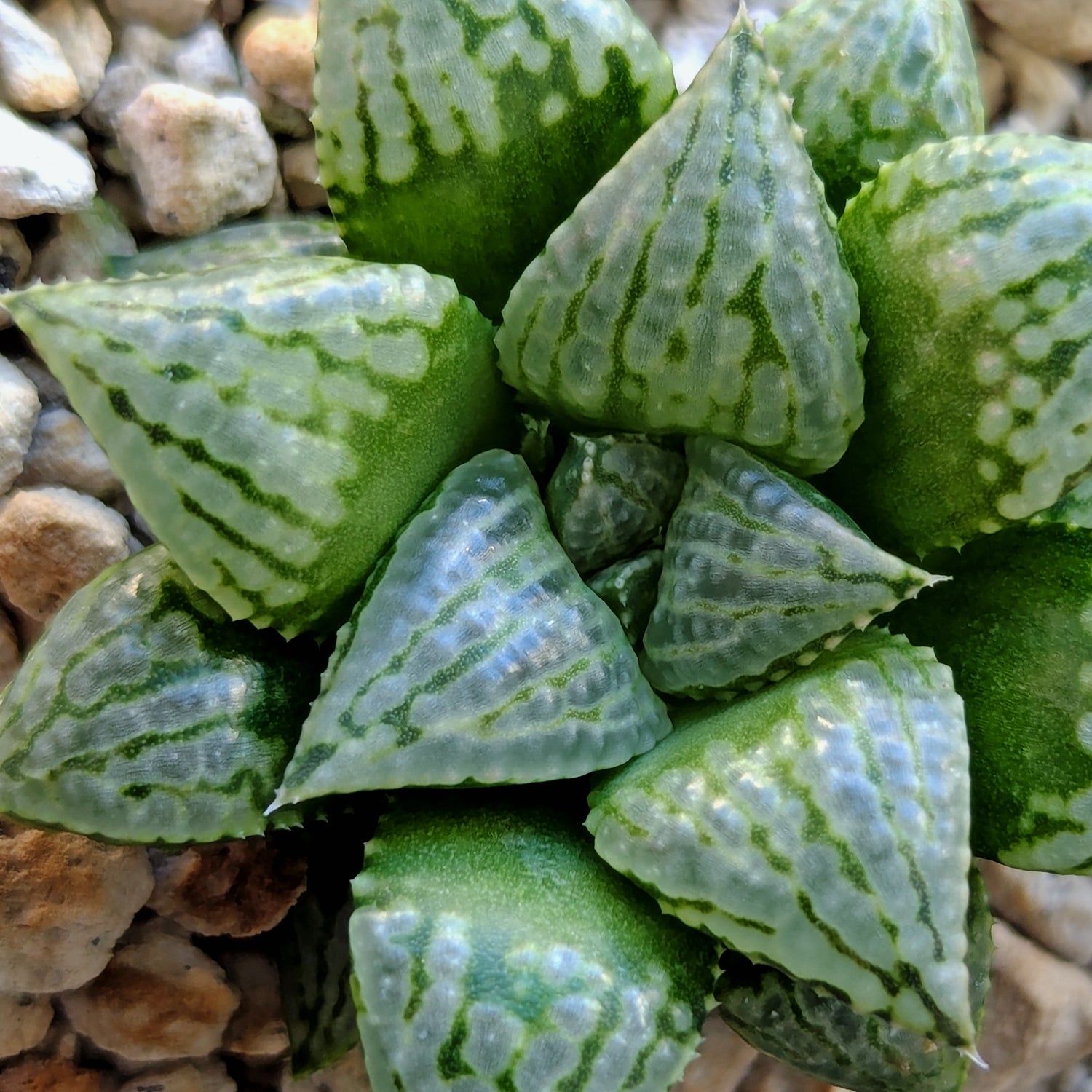 Haworthia hybrid series PP564 #23