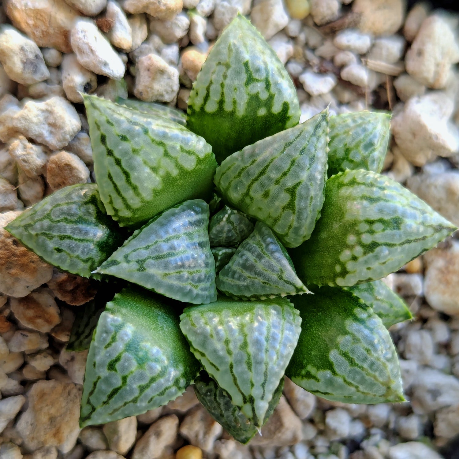 Haworthia hybrid series PP564 #23